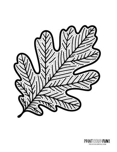 One pretty leaf coloring page from PrintColorFun com