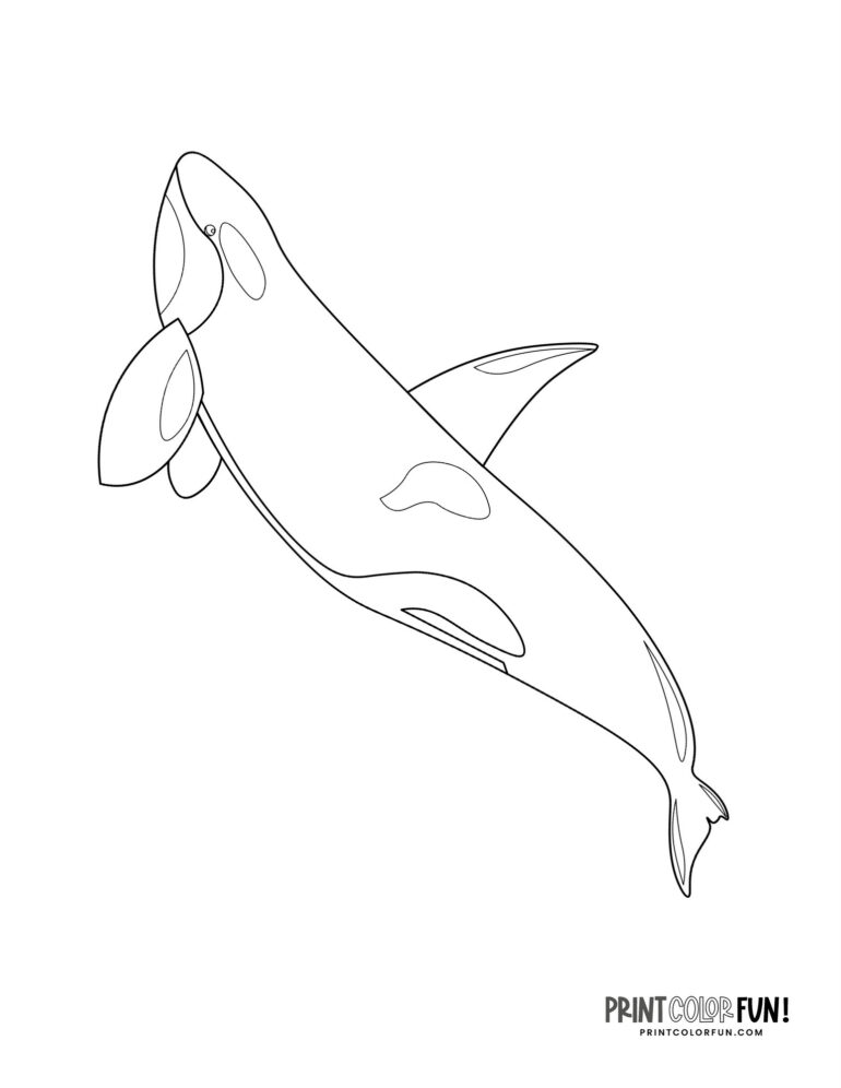 Orca coloring pages: Killer whale clip art & 10 fun crafts & learning ...
