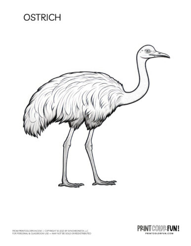 Ostrich coloring page - bird clipart at PrintColorFun com