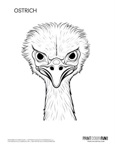 Ostrich face coloring page - bird clipart at PrintColorFun com