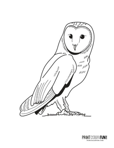 Owl coloring page at PrintColorFun com 5