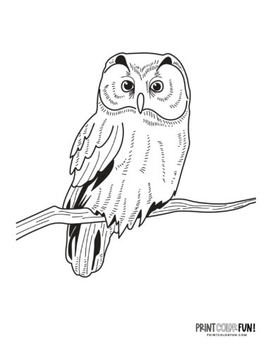 Owl coloring page at PrintColorFun com 6