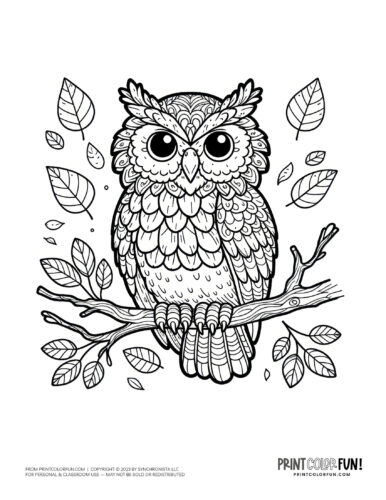 Owl coloring page clipart from PrintColorFun com (4)