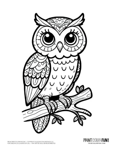 Owl coloring page clipart from PrintColorFun com (5)