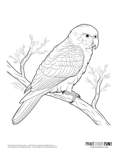 Parakeet bird coloring page clipart from PrintColorFun com