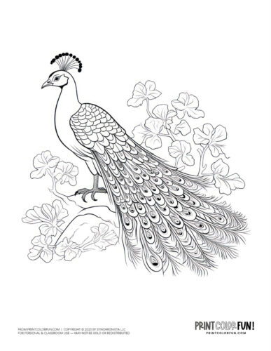 Peacock coloring page - bird clipart at PrintColorFun com
