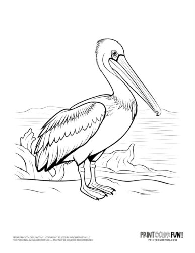 Pelican coloring page - bird clipart at PrintColorFun com