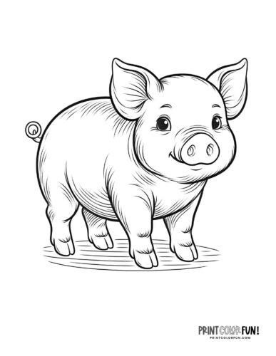 Pig illustration coloring page - PrintColorFun com