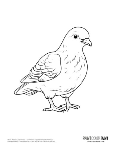 Pigeon bird coloring page clipart from PrintColorFun com