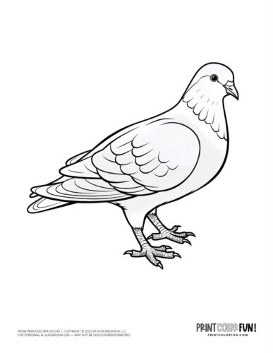 Pigeon coloring page - bird clipart at PrintColorFun com