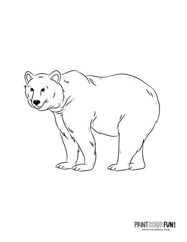 Polar bear coloring page - PrintColorFun com