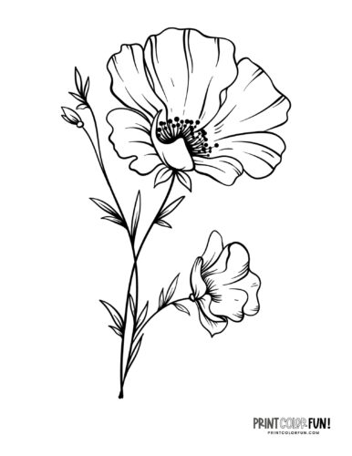 Poppy flower coloring page at PrintColorFun com from PrintColorFun com