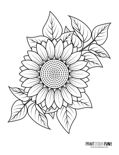 Pretty sunflower coloring page at PrintColorFun com from PrintColorFun com