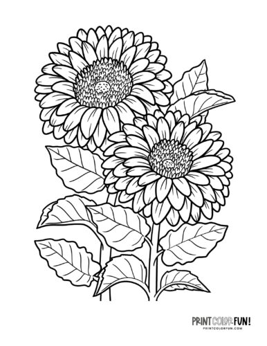 Pretty sunflowers coloring page at PrintColorFun com from PrintColorFun com