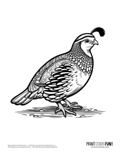 Quail bird coloring page clipart from PrintColorFun com