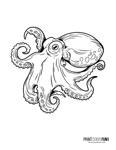 Realistic octopus drawing & coloring page at PrintColorFun com
