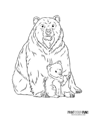 Realistic big bear with a bear cub coloring page - PrintColorFun com
