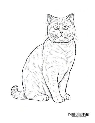 Realistic cat coloring page clipart from PrintColorFun com (1)