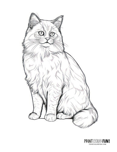 Realistic cat coloring page clipart from PrintColorFun com (2)