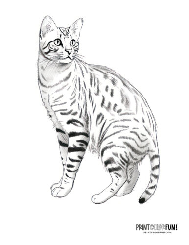 Realistic cat coloring page clipart from PrintColorFun com (4)