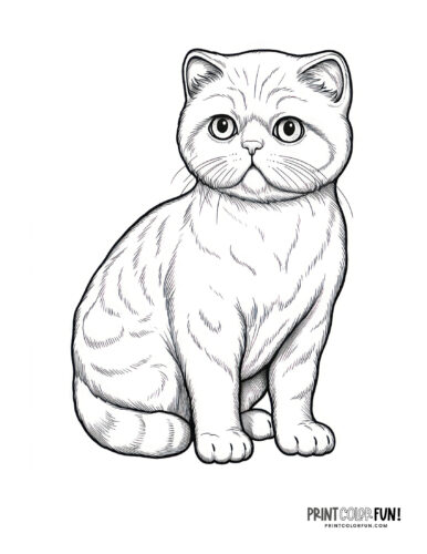 Realistic cat coloring page clipart from PrintColorFun com (5)