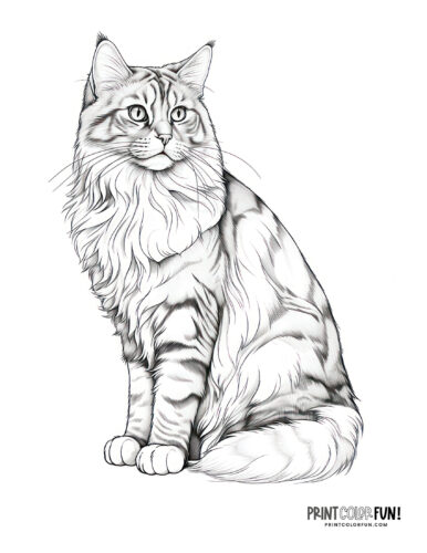 Realistic cat coloring page clipart from PrintColorFun com (6)