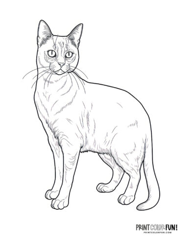 Realistic cat coloring page clipart from PrintColorFun com (7)