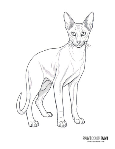 Realistic cat coloring page clipart from PrintColorFun com (8)