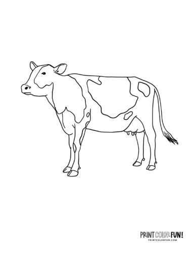 Realistic cow coloring page from PrintColorFun com