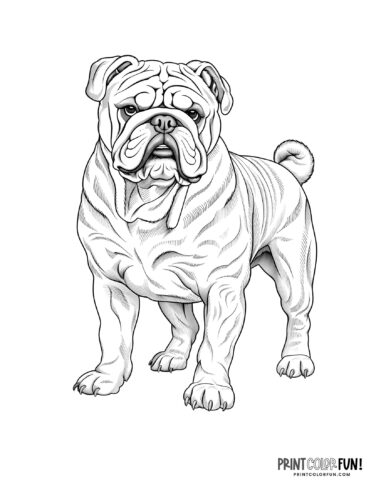 Realistic dog coloring page at PrintColorFun com 04