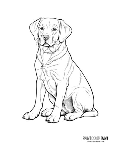 Realistic dog coloring page at PrintColorFun com 05