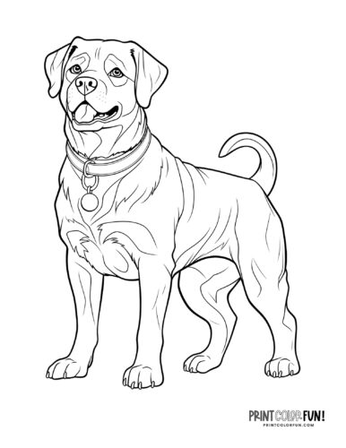 Realistic dog coloring page at PrintColorFun com 11
