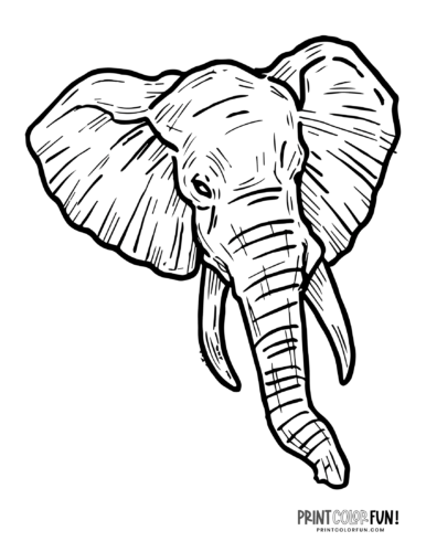 elephant face coloring page