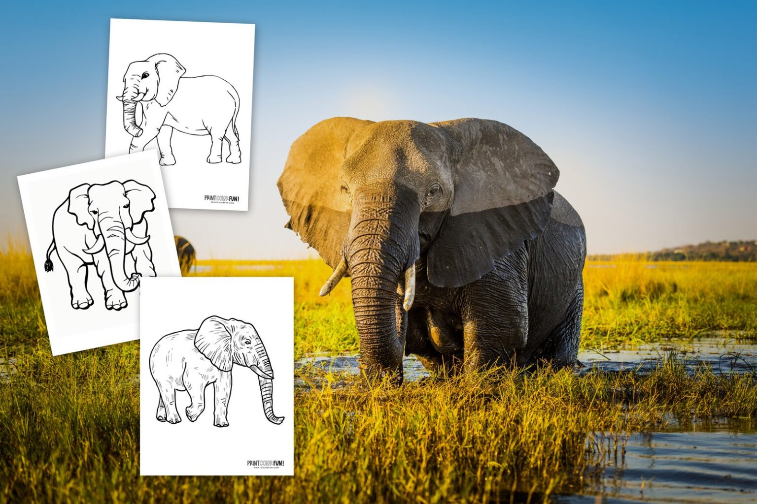 6 realistic elephant coloring pages to print, at PrintColorFun.com