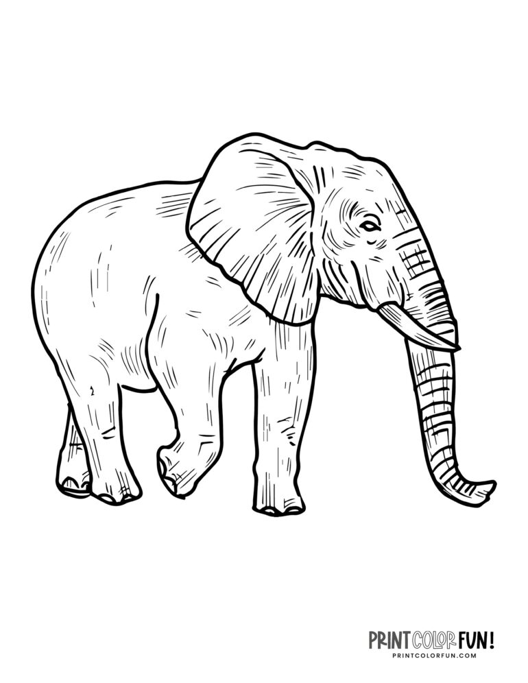 6 realistic elephant coloring pages to print, at PrintColorFun.com