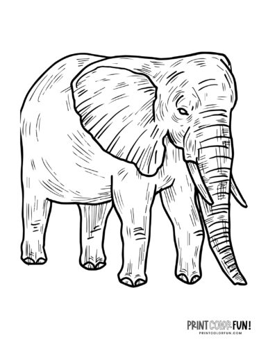 Realistic elephant coloring pages (6)