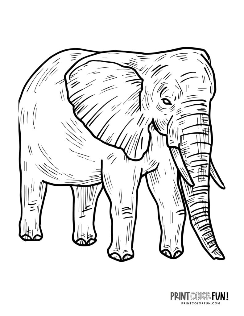 6 realistic elephant coloring pages to print, at PrintColorFun.com