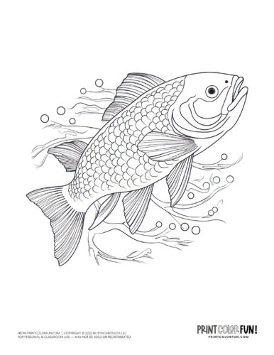 Realistic fish coloring page clipart from PrintColorFun com (2)