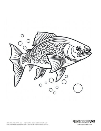 Realistic fish coloring page clipart from PrintColorFun com (3)