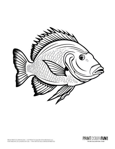 Realistic fish coloring page clipart from PrintColorFun com (4)