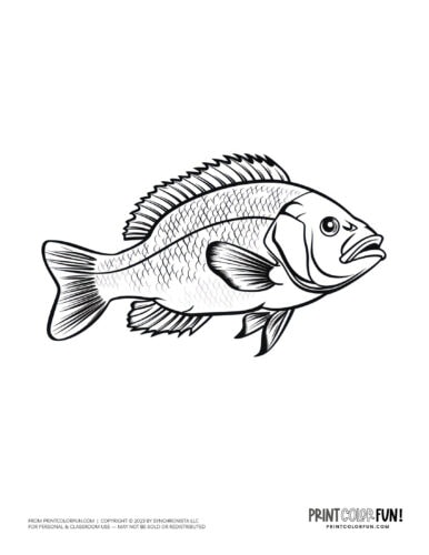 Realistic fish coloring page clipart from PrintColorFun com (5)