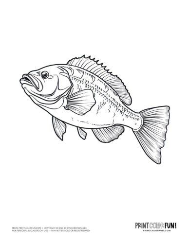 Realistic fish coloring page clipart from PrintColorFun com (6)