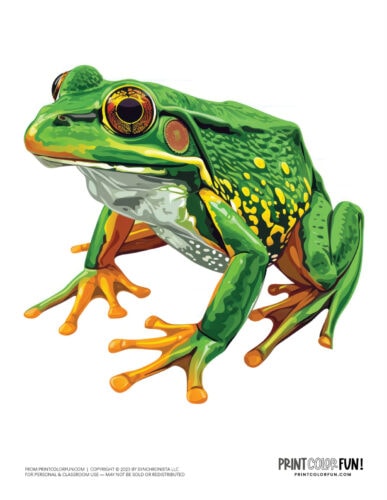 Realistic frog clipart from PrintColorFun com (1)