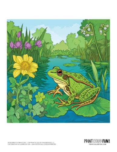 Realistic frog clipart scene from PrintColorFun com (1)