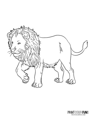 Realistic lion walking coloring page - PrintColorFun com