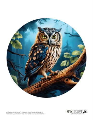 Realistic owl clipart from PrintColorFun com (2)