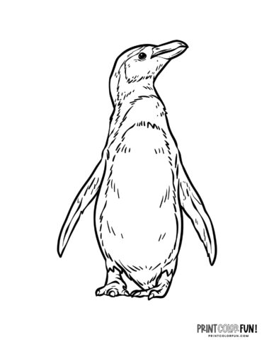 Realistic penguin coloring page from PrintColorFun com