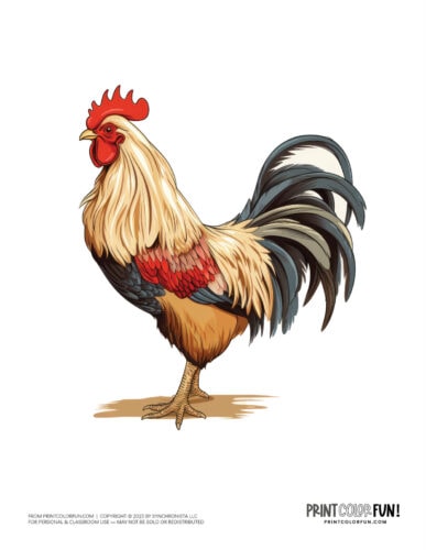 Realistic rooster clipart from PrintColorFun com (2)