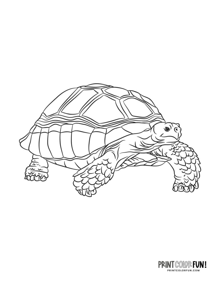 Realistic tortoise (1) coloring page from PrintColorFun com