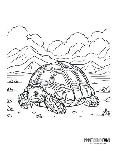 Realistic tortoise (2) coloring page from PrintColorFun com